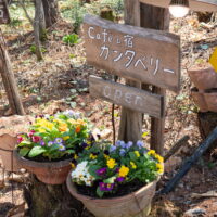 いよいよG.W.がスタート、今年も看板沿いに寄せ植えをしてみました。