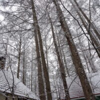 ゴールデンウィークに１０センチ以上雪が積もるのは久し振りですね！