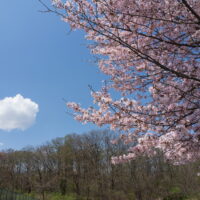 満開の桜「帯広緑ヶ丘公園」と中島みゆき展「帯広美術館」