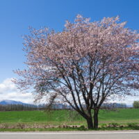 昨年より1週間以上遅れて「桜六花公園」の桜が見頃です!