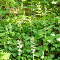 6月の山野草ベニバナイチヤクソウが庭一面に咲いています。