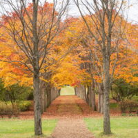 紅葉真っ只中の美術村庭園・・秋の中札内美術村が素敵です!