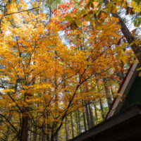 年々遅くなっていますが・・カンタベリーの紅葉が見頃です!