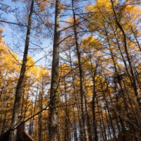 カンタベリー周辺のカラマツの紅葉がピークを迎えました!