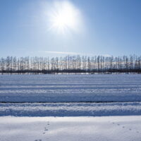 十勝らしい晴天の冬、元じゃがいも畑の掘り起こしと防風林。