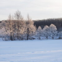 2026年３回目の霧氷ツアーを開催！更別霧氷スポットは今年一番の出来映え！