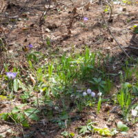 気温が一気に上昇、スノードロップ、クロッカス、カタクリが同時に開花！