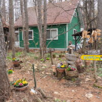 カタクリは満開！G.W.前にパンジー、ビオラ、プリムラも植え付けました。