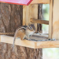 シマリスさんがはじめてやって来てから７年目、今年は４月中に来店！