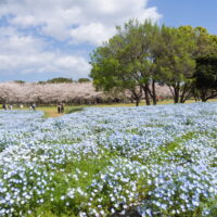 福岡「海の中道海浜公園」と宮崎「青島・日南海岸」の旅（２）