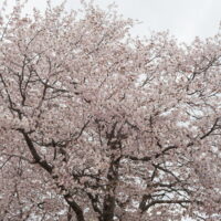 今日から5月、中札内村市街地の桜は満開！桜六花公園の桜は５分咲き！