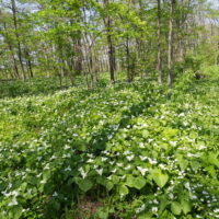 オオバナノエンレイソウとシラネアオイが見ごろの「六花の森」