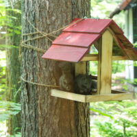 今年も7月初夏です。”こりすちゃん”の兄弟がやって来ました。