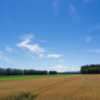 小麦が実る7月中旬、中札内村は今年初めて３０℃を超えました！