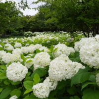 六花亭アートビレッジ（中札内美術村）レストランポロシリと夏の美術村庭園