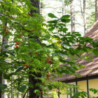 20年前に植えた「ナナカマドの木」いつの間にか成長して紅い実を付けました！