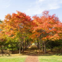 六花亭アートビレッジの美術村庭園では紅葉の並木が見頃を迎えました！